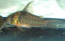 Corydoras delphax